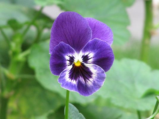1024px-purple_flower_pensamiento_viola_x_wittrockiana